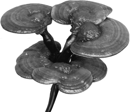 中药治失眠 治疗失眠的几个小妙招