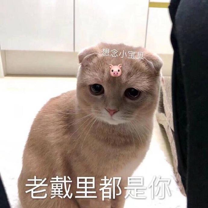 表情包更新：我是一个没有情感的杀手