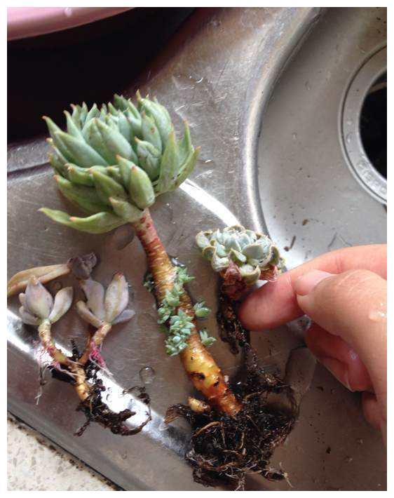 多肉植物和绿植花卉常见虫害——根粉蚧，及其预防、根治方法