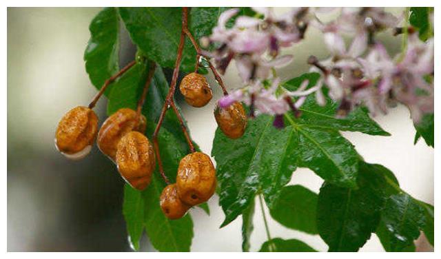 多肉植物和绿植花卉常见虫害——根粉蚧，及其预防、根治方法