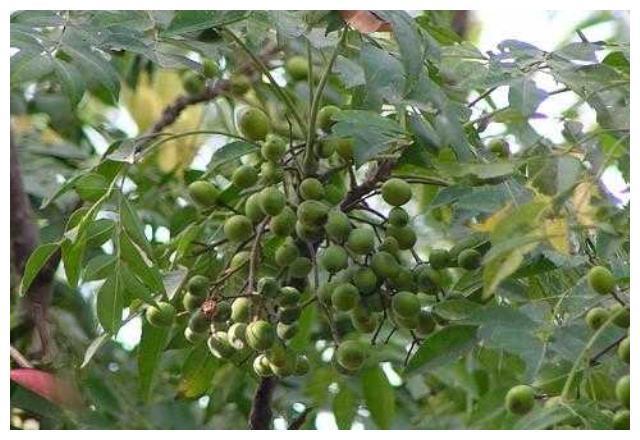 多肉植物和绿植花卉常见虫害——根粉蚧，及其预防、根治方法