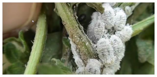 多肉植物和绿植花卉常见虫害——根粉蚧，及其预防、根治方法
