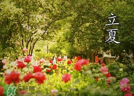 立夏是夏天吗？立夏是夏天的开始吗？