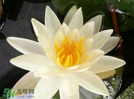 立夏是夏天吗？立夏是夏天的开始吗？