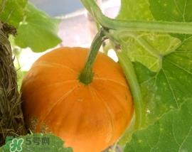 太阳果多少钱一斤？太阳果的价格