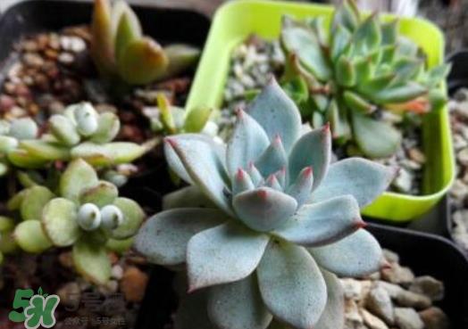 九月份能换花盆吗 九月份能移栽苹果树吗