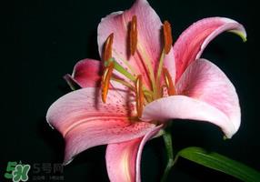 母亲节可以送百合吗？送母亲百合花该送几朵？