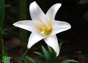 母亲节可以送百合吗？送母亲百合花该送几朵？