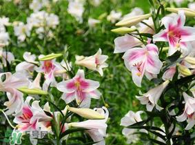 母亲节可以送百合吗？送母亲百合花该送几朵？