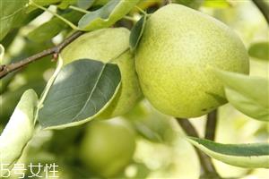 梨子煮熟吃有什么好处?熟梨的常见吃法 梨子煮熟吃有什么好处?熟梨的常见吃法