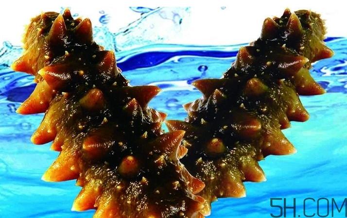 海参是酸性还是碱性?海参是凉性还是热性? 海参是酸性还是碱性?海参是凉性还是热性?