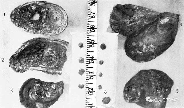 易烊千玺丹麦直播回放(跟易烊千玺去丹麦消灭生蚝)(27)