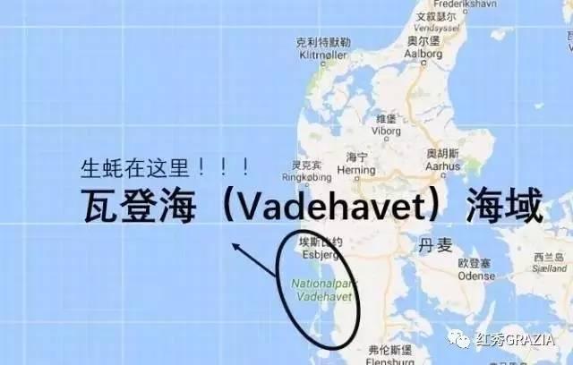易烊千玺丹麦直播回放（跟易烊千玺去丹麦消灭生蚝）(12)
