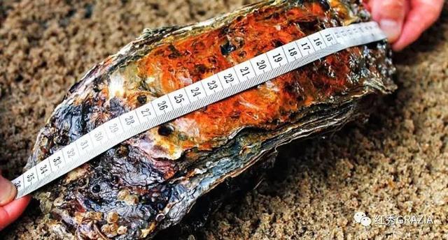 易烊千玺丹麦直播回放(跟易烊千玺去丹麦消灭生蚝)(28)