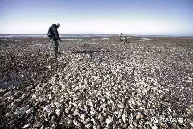 易烊千玺丹麦直播回放(跟易烊千玺去丹麦消灭生蚝)(7)