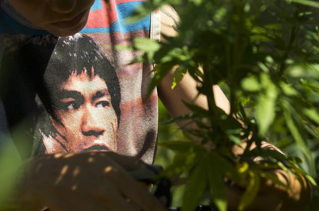 李小龙一生之谜（李小龙逝世46周年）(21)