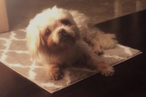 张馨予发文悼念去世爱犬 18年的陪伴狗狗从幼小到年老